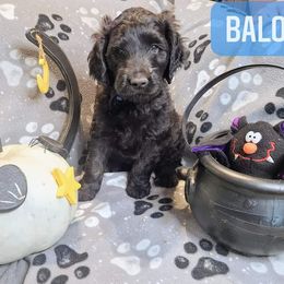 Double Doodle and Labradoodle Puppies from Superdoodles of San Antonio