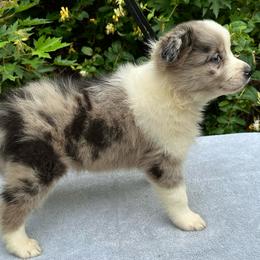 Bella - Blue merle female Border Collie puppy in Tahlequah, Oklahoma from Royal T Kennel