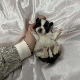 Pekingese All Grown Up from Sweet Pekes