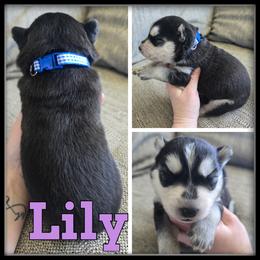 Lily - Black and white female Siberian Husky puppy in Merrill, Michigan from Haase Family Kennels