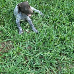 Girl 7 - Liver roan German Shorthaired Pointer puppy in Troy, North Carolina from Uwharrie GSP