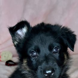 German Shepherd Puppies from Leveren K9s
