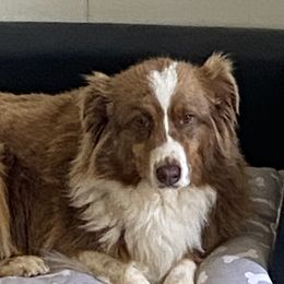 Millie - Australian Shepherd