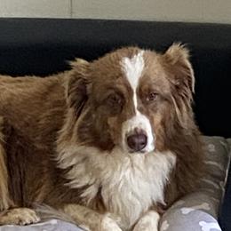 Millie - Australian Shepherd