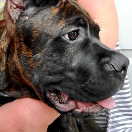Cane Corso Puppies from King of Kings Cane Corso