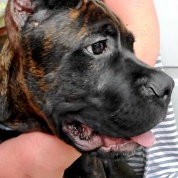 Cane Corso Puppies from King of Kings Cane Corso