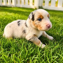 Kenai - Blue Merle Female - Blue merle female Australian Shepherd puppy in Hugo, Colorado from Frying Pan Ranch Australian Shepherds