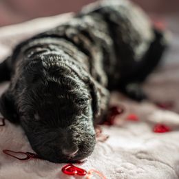 Poodle Puppies from Wilson Family Poodles