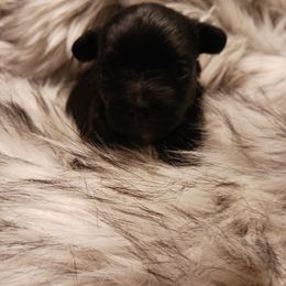Companion Cross Puppies from Meadows Morkiepoos