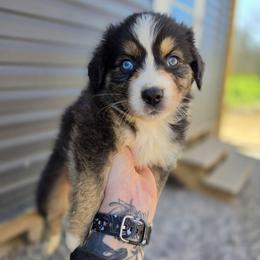 Puma - Blue merle female Australian Shepherd puppy in London, Kentucky from Kenmont Kennels