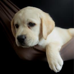 Rocket - Yellow male Labrador Retriever puppy in Allons, Tennessee from UC Labradors LLC