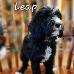 Leap - Black male Goldendoodle puppy in Pollock Pines, California from Ten Acre Wood Doodles