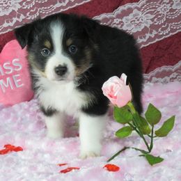 Hoppin' John - Miniature Australian Shepherd puppy from Big Coon Little Aussies