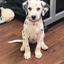 Twix - White and black female Dalmatian puppy in Austin, Texas from Dazzling Dalz