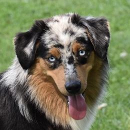 Breezy  - Australian Shepherd