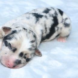 Sketch - Blue merle male Australian Shepherd puppy in Macon, Georgia from Shaina’s Shepherds