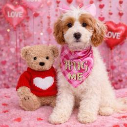 Festive - Parti female Goldendoodle puppy in Pendleton, Oregon from Blushing Doodles
