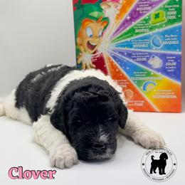 Clover - Parti female Goldendoodle puppy in Ponchatoula, Louisiana from Real Life Furrytales