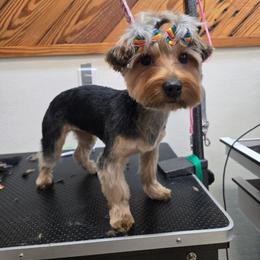Jaide - Yorkshire Terrier