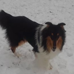 Cowboy - Collie