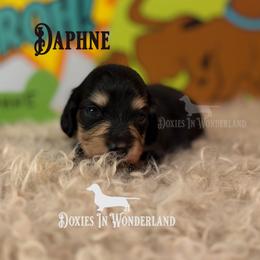 Daphne - Black and cream female Dachshund puppy in Rainier, Oregon from Doxies in Wonderland