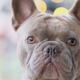 Benji - French Bulldog