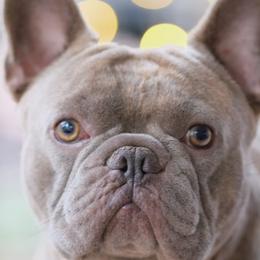 Benji - French Bulldog