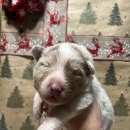 Glinda - Red merle female Australian Shepherd puppy in California from Trilogy Australian Shepherds