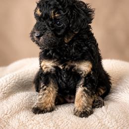 Phantom - Phantom male Poodle puppy in Lancaster, South Carolina from Semone’s Poodles