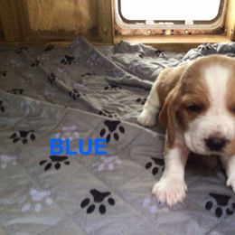 Blue - Lemon and white male Basset Hound puppy in Valley, Alabama from Beverly's Bassets