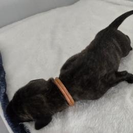Girl 10 - Brindle female Great Dane puppy in Hickman, Kentucky from Tidal Wave Danes