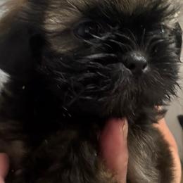 Boy4 - Brindle and white male Shih Tzu puppy in Kingsland, Georgia from Shih-Tzu Puppy Dynasty
