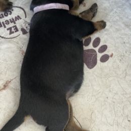 Rottweiler Puppies from Von Zak Kennels