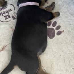 Rottweiler Puppies from Von Zak Kennels
