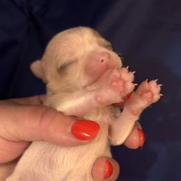 Toast - Merle male Chihuahua puppy in Massachusetts, Massachusetts from Boston Chi Chis