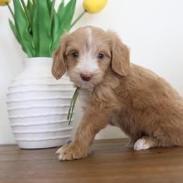 Green Boy - Boy - Apricot male Goldendoodle puppy in Hobbs, New Mexico from Goldie Locks Golden Retrievers & Doodles