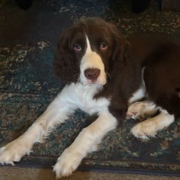 Boy 1 - Liver and white male English Springer Spaniel puppy in Knoxville, Maryland from Shay-Dee Springers