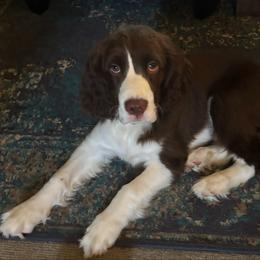 Boy 1 - Liver and white male English Springer Spaniel puppy in Knoxville, Maryland from Shay-Dee Springers