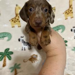Dino - Dapple male Dachshund puppy in Springfield, Tennessee from Savannah’s Doxie Palace