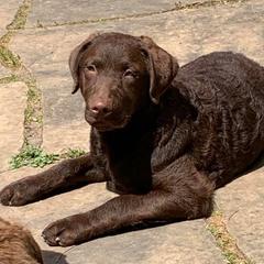 Chesapeake Bay Retrievers from Wild Wood Chesapeakes