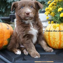 Moose - Red tri-color male Australian Shepherd puppy in Burbank, South Dakota from Dakota Rose Aussies
