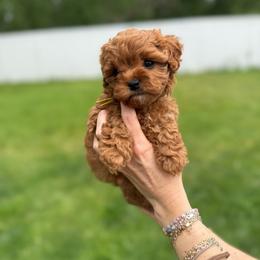 Sunny - Red female Cavapoo puppy in Spanish Fork, Utah from Poseydoodle