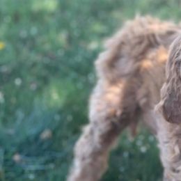 Aussiedoodles, Goldendoodles, and Poodles from JP’s Premium Pets