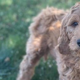 Aussiedoodles, Goldendoodles, and Poodles from JP’s Premium Pets