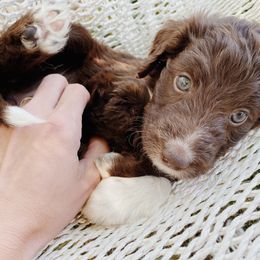 Holly - Aussiedoodle puppy in Viola, Idaho from LaFarm Doodles