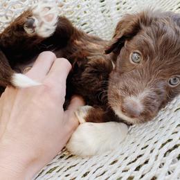 Holly - Aussiedoodle puppy in Viola, Idaho from LaFarm Doodles