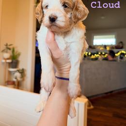 Goldendoodle Puppies from Salt and Sage Doodles