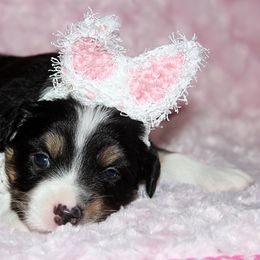 Miniature Australian Shepherd Puppies from Sand Dollar Aussies