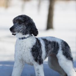 Girl 2 - female Poodle puppy in Jacksonville, Florida from Lolo’s Aussiedoodle