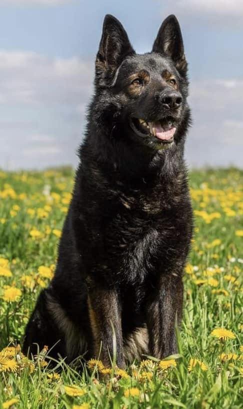 UDO